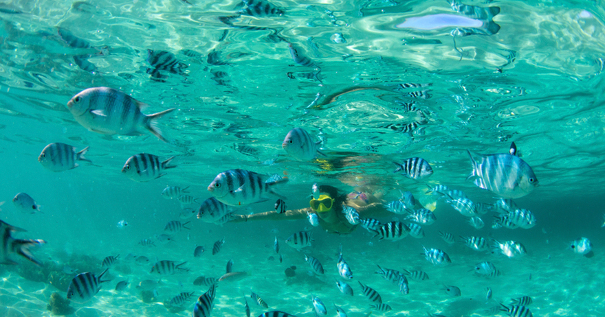 Pack 1: Traslados IN - OUT + Vuelta a la Isla Terrestre + Acuario y Hayness Cay + Tour por la Bahía en Lancha.